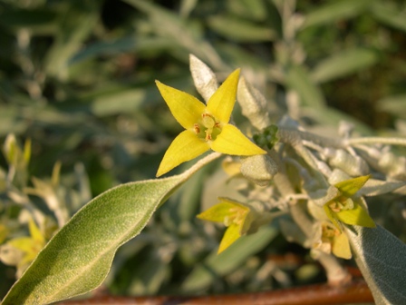 Eleagnus angustifolia